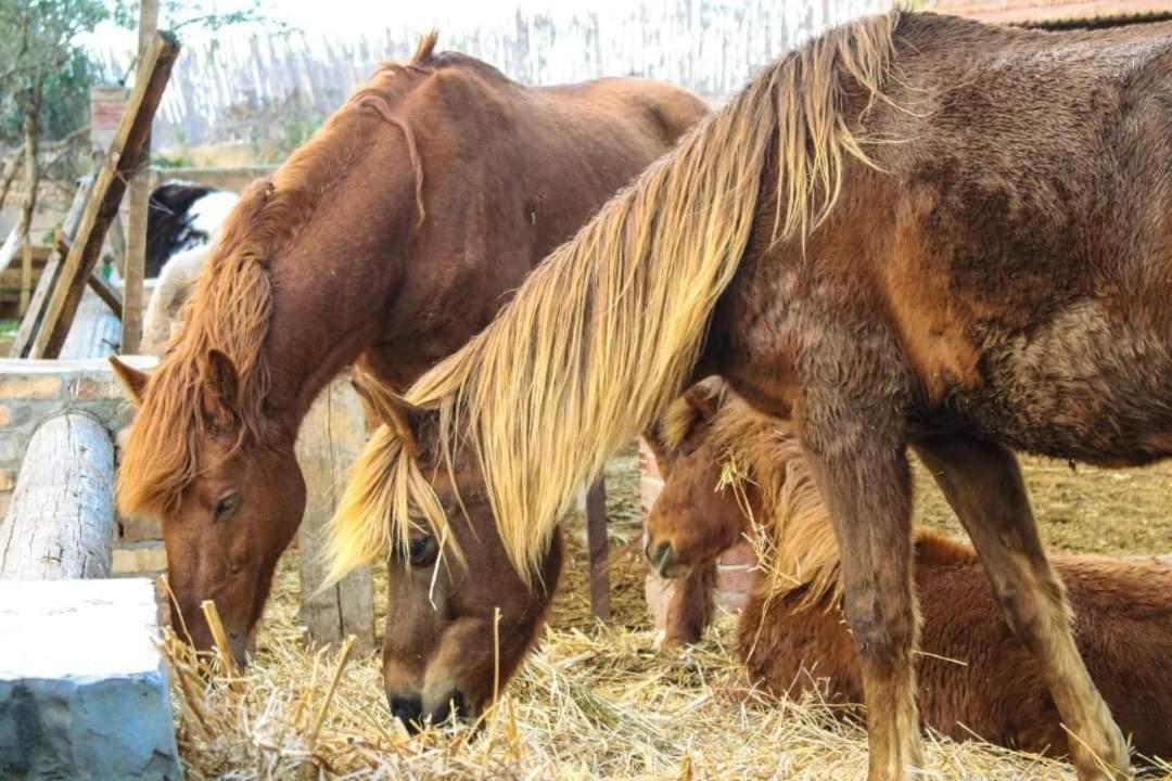 מלון Dar Zaghouan מראה חיצוני תמונה